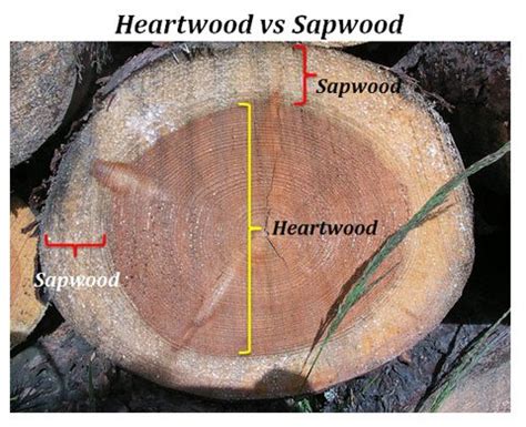 Heart of Wood .